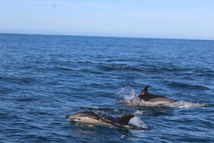 From Faro: Wildlife and Dolphin-Watching Speedboat Tour - Key Points I’d Plan Around