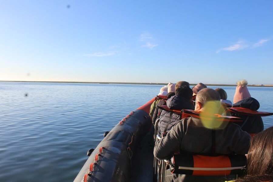 From Faro: Wildlife and Dolphin-Watching Speedboat Tour - Speedboat Dolphin Watching From Faro, What Makes It Work