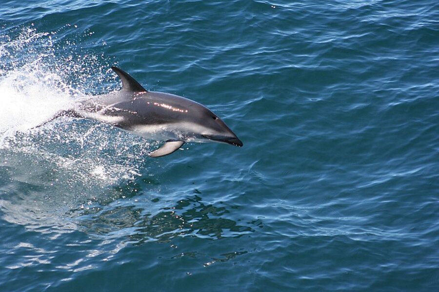 From Faro: Wildlife and Dolphin-Watching Speedboat Tour - Parque Natural da Ria Formosa Stop, Where Tides Change What You See