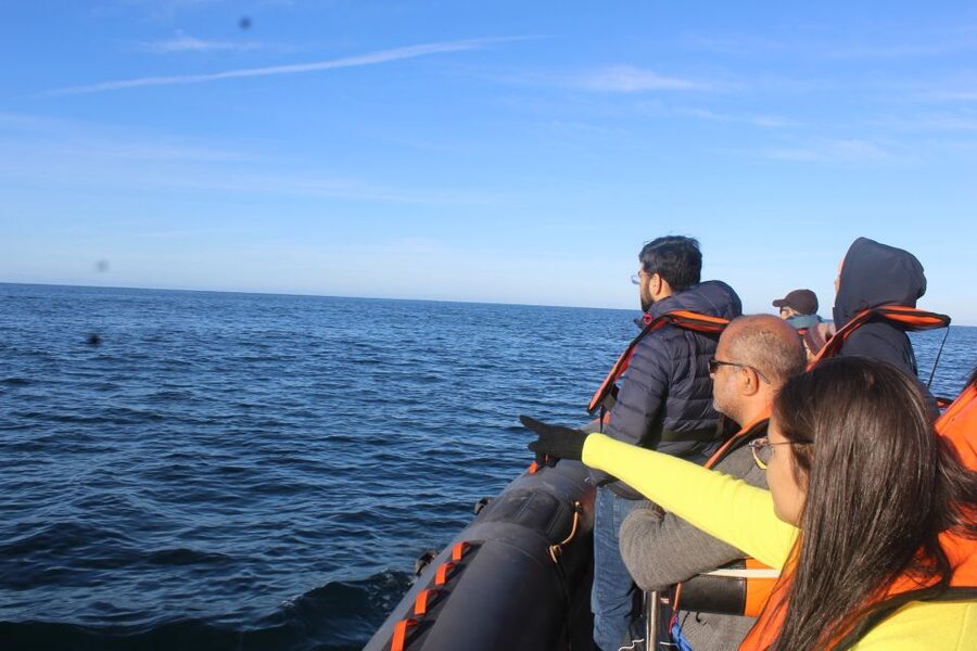 From Faro: Wildlife and Dolphin-Watching Speedboat Tour - The Dolphin-Watching Zone, Why Morning Helps