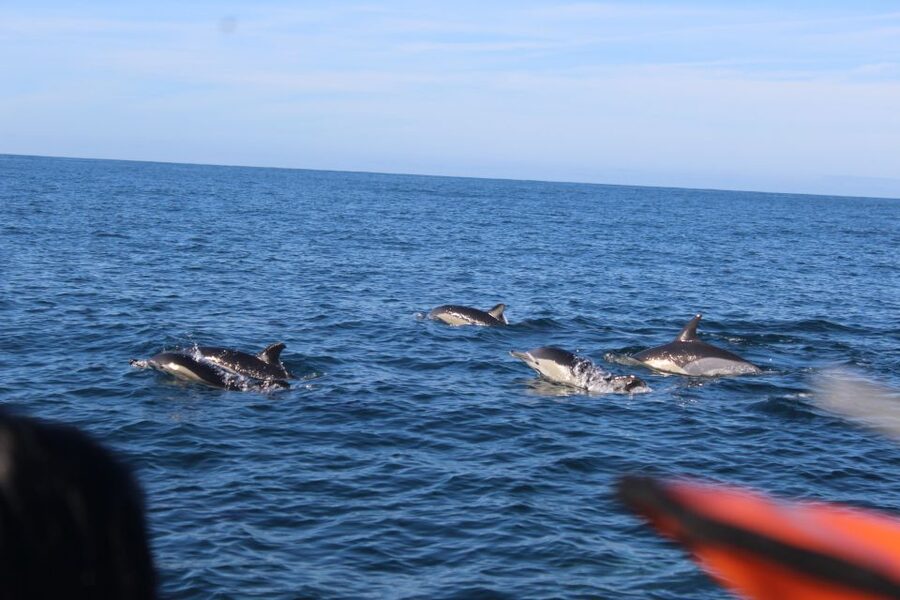 From Faro: Wildlife and Dolphin-Watching Speedboat Tour - Hearing Species Talk From the Marine Guide, Not Just Guessing
