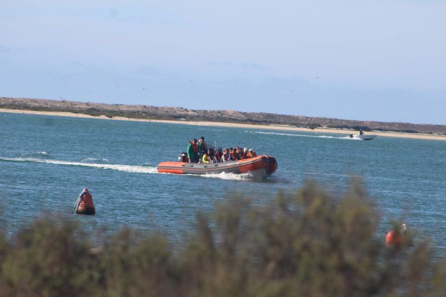 From Faro: Wildlife and Dolphin-Watching Speedboat Tour - Finding the Stand on Rua da Porta Nova and Boarding Fast