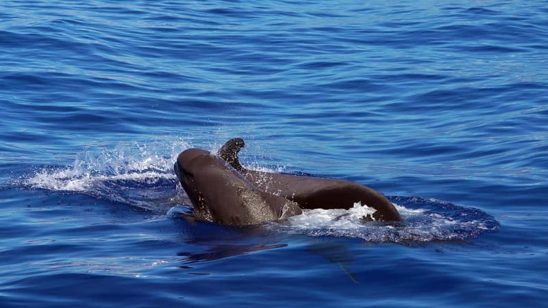 From Funchal: Ecological Catamaran Dolphin Whale Watching - The Magic Dolphin Catamaran: Hybrid-Electric Quiet That Matters