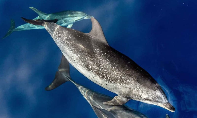 From Funchal: Ecological Catamaran Dolphin Whale Watching - Out to Sea From Funchal: How Spotters and Guides Improve Your Odds