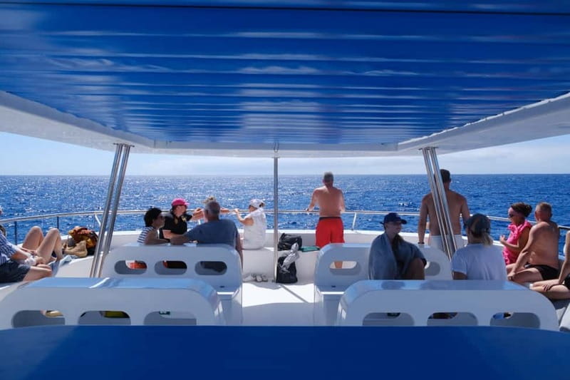 From Funchal: Ecological Catamaran Dolphin Whale Watching - The Coastline Show on the Way Back: Cabo Girão and Câmara de Lobos