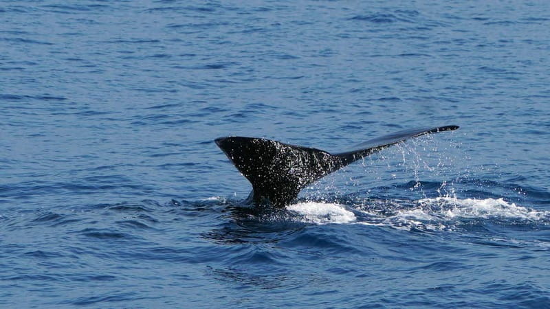 From Funchal: Ecological Catamaran Dolphin Whale Watching - Comfort, Warmth, and Small On-Board Details That Add Up