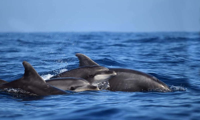 From Funchal: Ecological Catamaran Dolphin Whale Watching - Responsible Dolphin and Whale Watching: The Rules You’ll Notice
