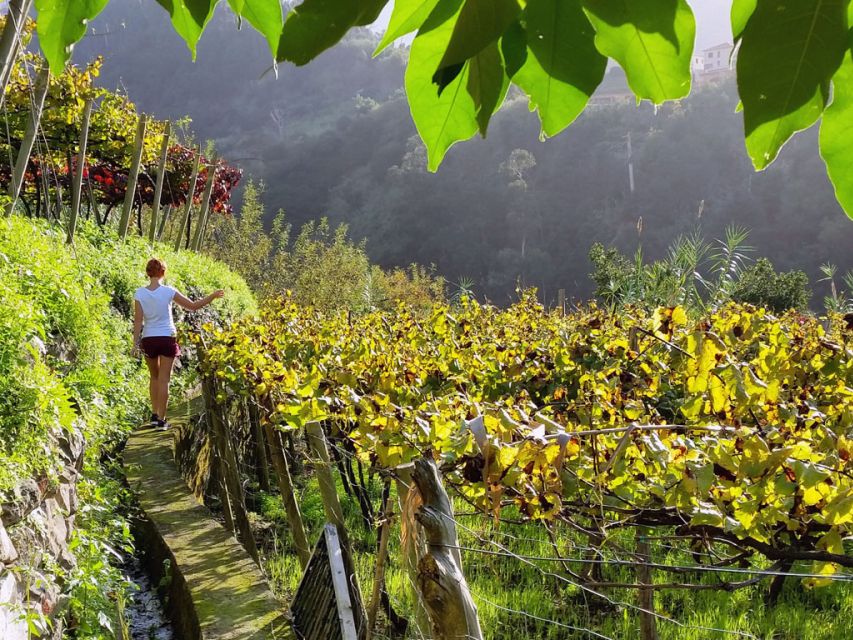 From Funchal: Full-Day Madeira Wine Tour with Lunch - Key Highlights You Should Not Miss