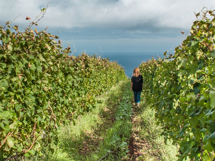 From Funchal: Full-Day Madeira Wine Tour with Lunch - Starting in Funchal, where wine tours should begin