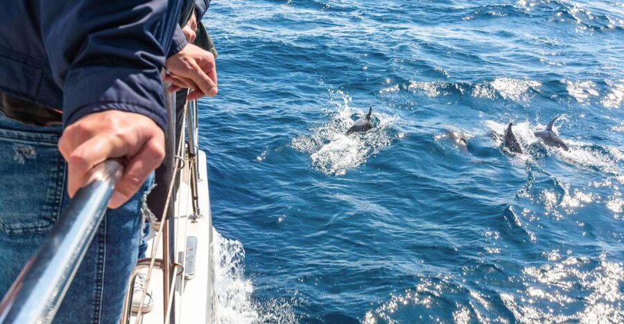 From Funchal: Madeira Dolphin and Whale Watching Tour - Where you start, and why the timing matters in Funchal