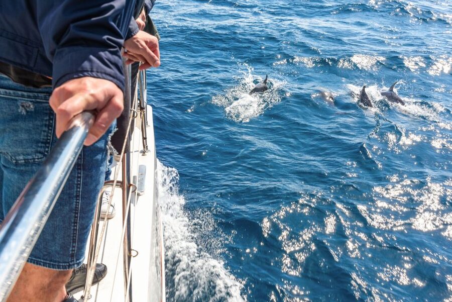 From Funchal: Madeira Dolphin and Whale Watching Tour - What to pack for a Madeira sea day (and what to leave behind)