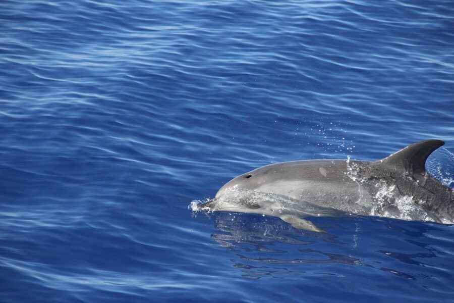 From Funchal: Madeira Dolphin and Whale Watching Tour - How the return from the cliffs changes the vibe