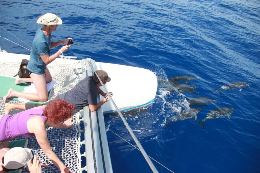 From Funchal: Madeira Dolphin and Whale Watching Tour - The free second trip: a big deal if dolphins or whales don’t show