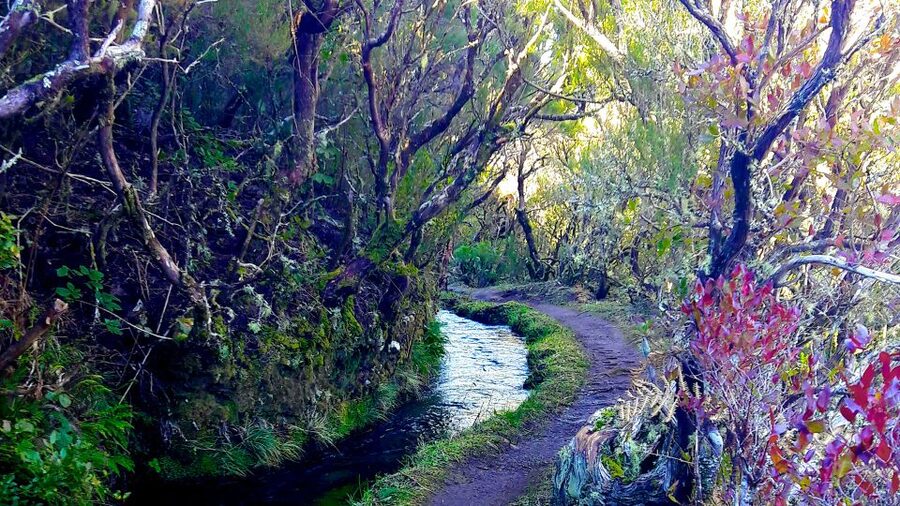 From Funchal: Madeira Lakes Levada Guided Hike - The Summer Highlight: Lagoa Dona Beha Swim Stop