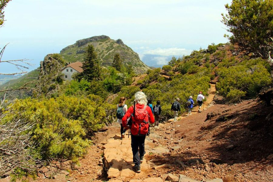 From Funchal: Madeira Peaks Mountain Walk - The Heather Forest Near Pico Ruivo: Where the Plant Talk Actually Matters