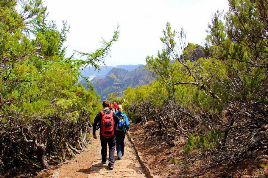 From Funchal: Madeira Peaks Mountain Walk - Spring Color and Fragile Flowers: How to Make Your Photos Better