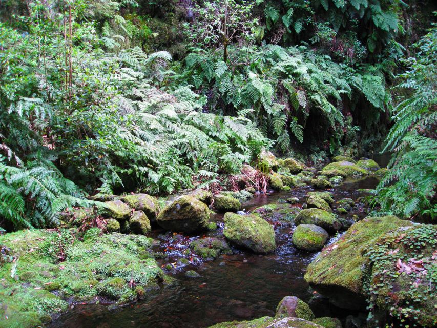 From Funchal: São Jorge Valleys Levada Walk - Leaving Funchal for São Jorge, without the logistics headache