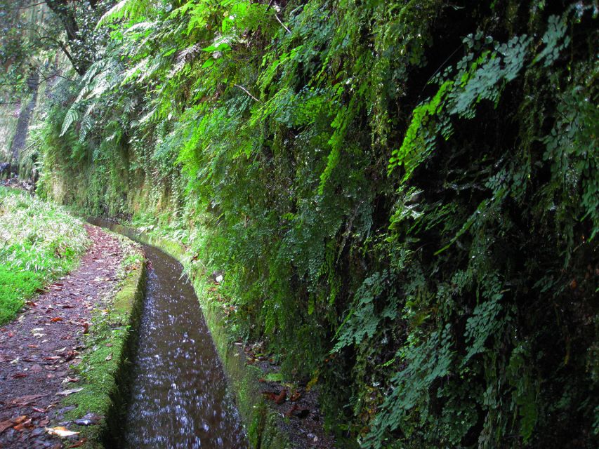 From Funchal: São Jorge Valleys Levada Walk - Price and value: about $50 for an all-guided half day