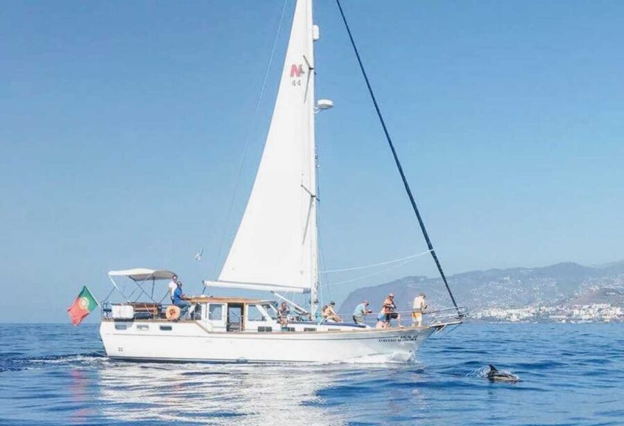 From Funchal: West Bays Sailing Tour with Lunch - Wildlife search up to 3 miles offshore: dolphins, whales, and sea turtles