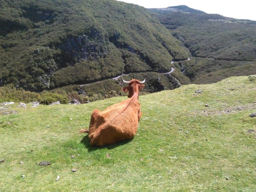 From Funchal: West Madeira and Laurel Forest Day Trip - Getting Picked Up in Funchal: Comfort and Seat Reality