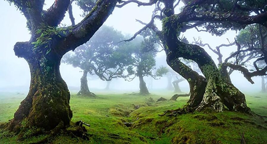 From Funchal: West Madeira Waterfalls and Fanal Forest Tour - A West Madeira Day That Hits the Big Scenic Notes