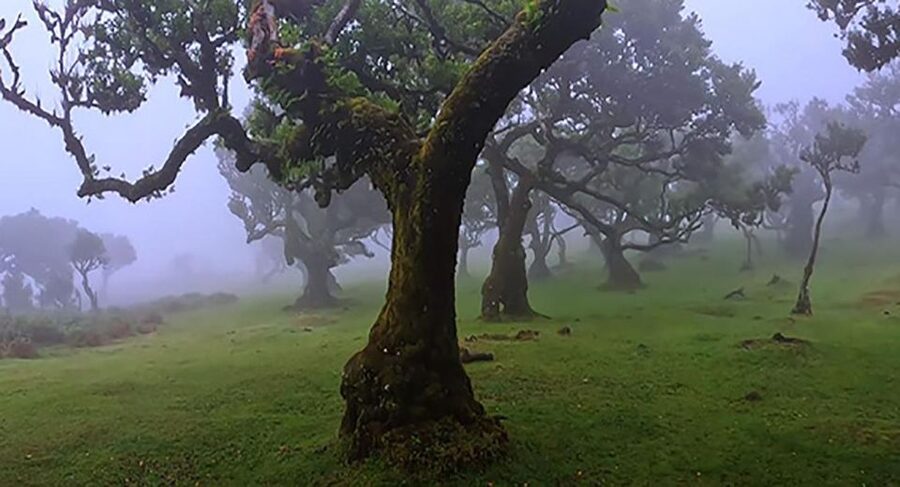 From Funchal: West Madeira Waterfalls and Fanal Forest Tour - Ribeira Brava and Ponta do Sol: Churches, Streams, and Valley Light
