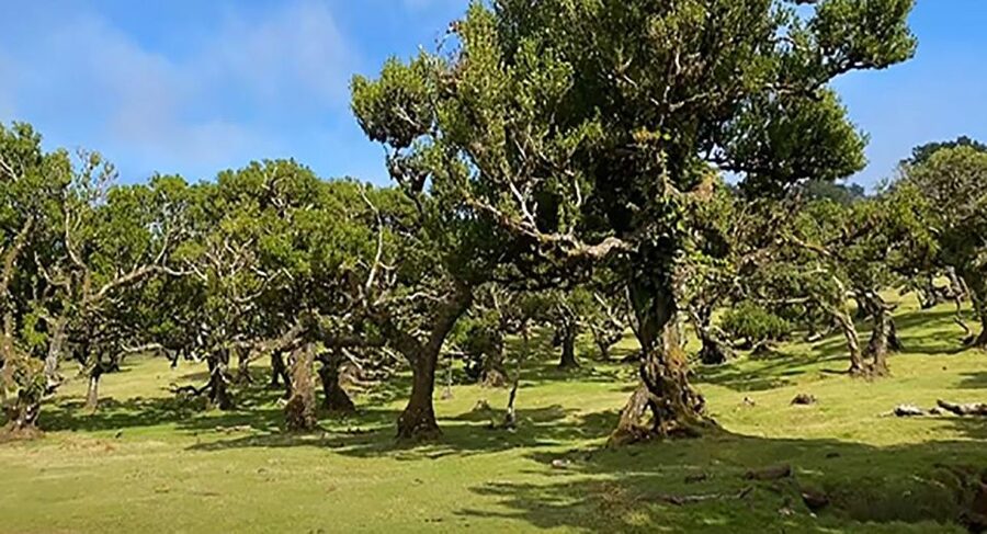 From Funchal: West Madeira Waterfalls and Fanal Forest Tour - São Vicente and Serra de Água: White Houses, Coastal Plants, Mountain Air