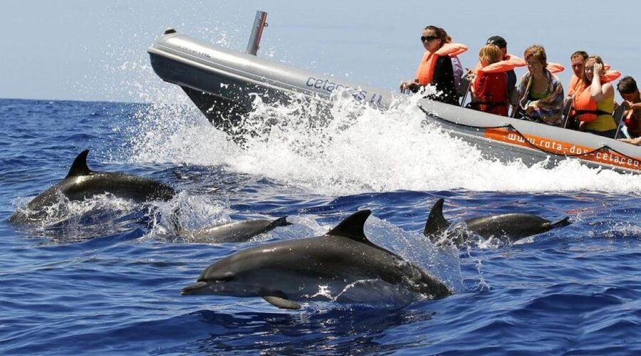 From Funchal: Whale and Dolphin Watching - Key points worth knowing before you go
