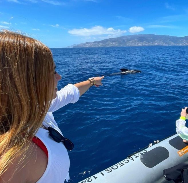 From Funchal: Whale and Dolphin Watching - Should you book Rota dos Cetáceos for whale and dolphin watching?