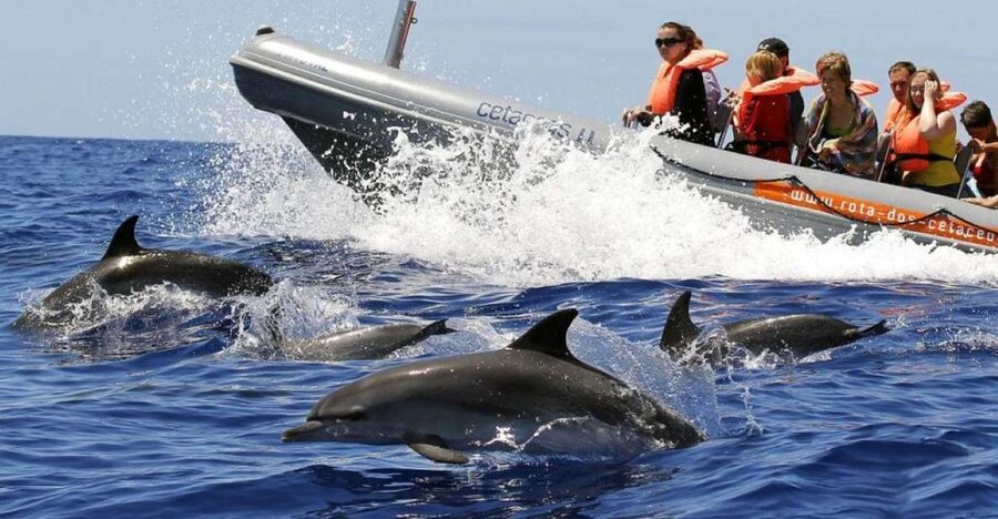 From Funchal: Whale and Dolphin Watching - Marine biologist moments that make sightings click