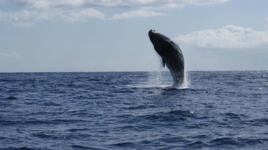 From Funchal: Whale and Dolphin Watching - What you can see off Madeira: pilot whales, sperm whales, and multiple dolphins