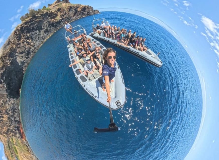 From Funchal: Whale and Dolphin Watching - Swimming with dolphins: what to expect when conditions allow