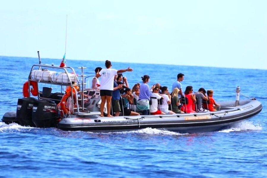 From Funchal: Whale and Dolphin Watching - Price and value: why 56 per person can still feel fair