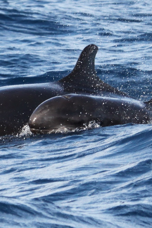 From Funchal: Whales and Dolphin Adventure Tour - Key things that make this tour worth your time