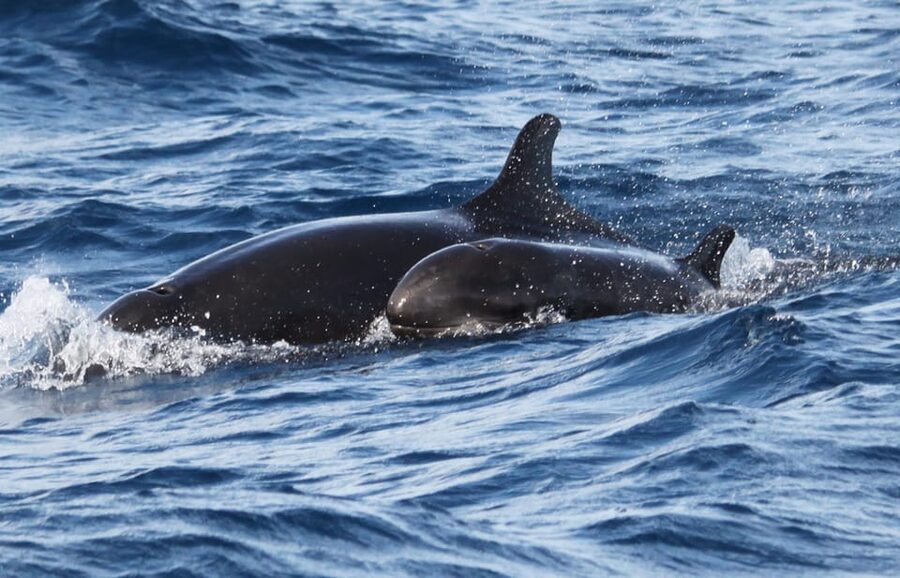 From Funchal: Whales and Dolphin Adventure Tour - Price and value: is $58 a fair deal for 2 hours?