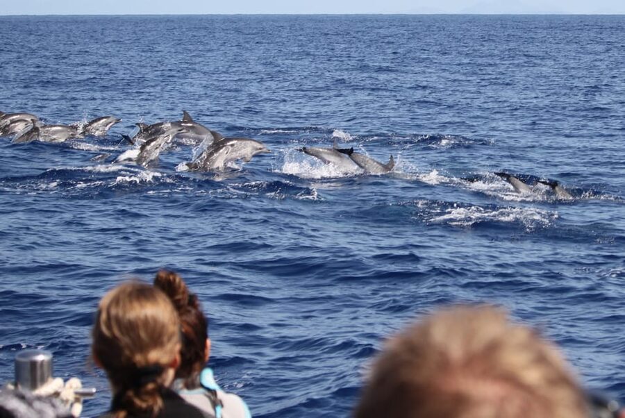 From Funchal: Whales and Dolphin Adventure Tour - The animal-respect rules that make the difference