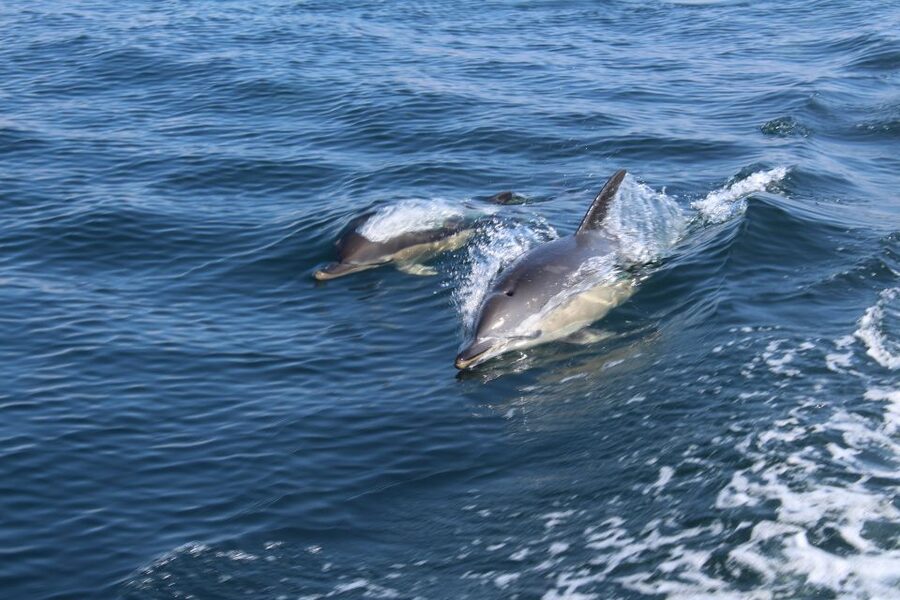 From Lagos: Dolphin Watching Boat Trip w/Marine Biologists - Key things I’d highlight before you go