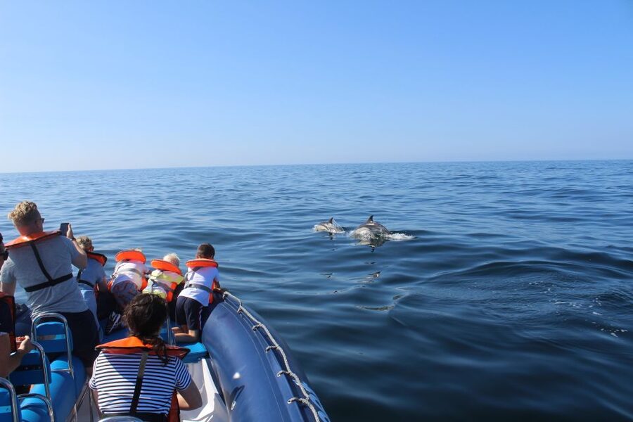 From Lagos: Dolphin Watching Boat Trip w/Marine Biologists - Departing Lagos Marina and Using a RIB to Find Dolphins Faster