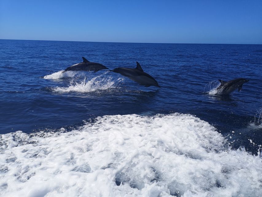From Lagos: Dolphin Watching Boat Trip w/Marine Biologists - Ethical Dolphin Watching Rules You Can Feel Good About