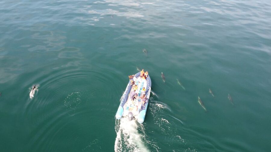 From Lagos: Dolphin Watching Boat Trip w/Marine Biologists - When Dolphins Take Time: What the Search Process Feels Like