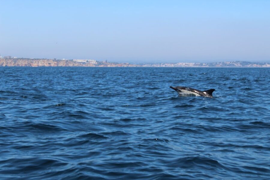 From Lagos: Dolphin Watching Boat Trip w/Marine Biologists - Bonus Caves Detour on the Return: A Pleasant Algarve Extra