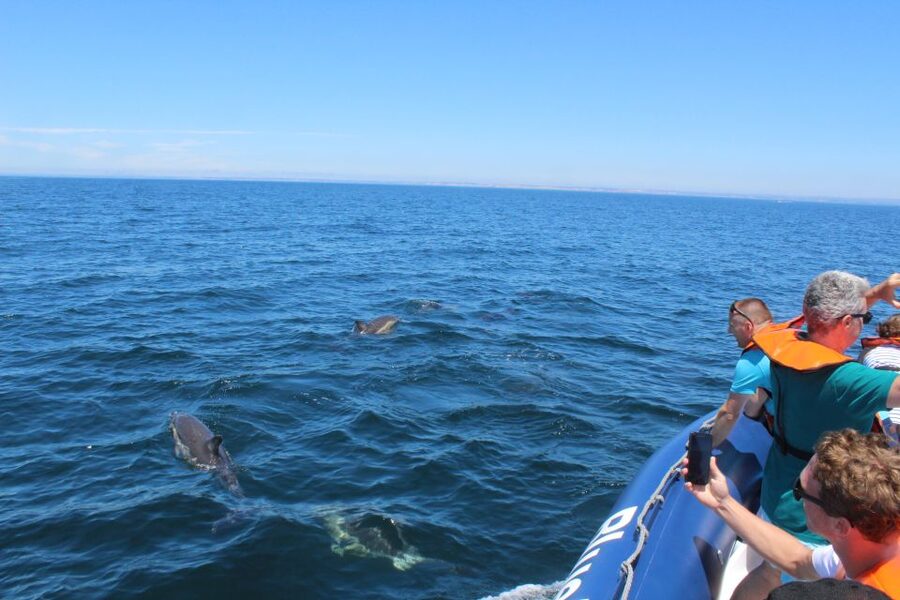 From Lagos: Dolphin Watching Boat Trip w/Marine Biologists - Who Should Book This Dolphin Trip from Lagos, and Who Should Skip It