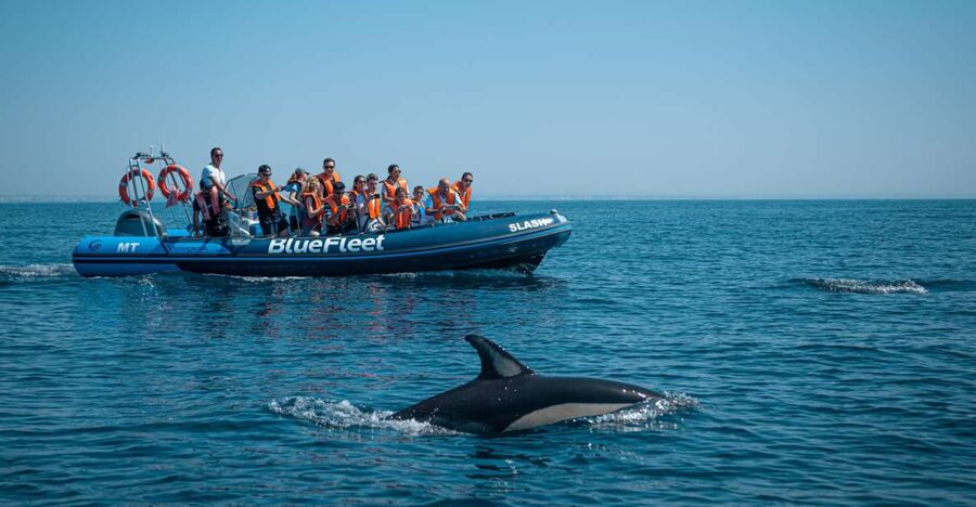 From Lagos: Dolphin Watching Boat Trip w/Marine Biologists - Marine Biologists On Board: What You Learn as You Search