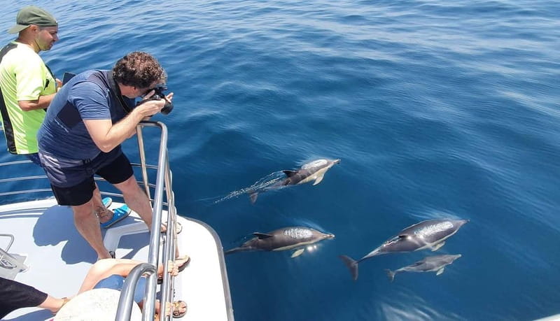 From Lagos: Dolphin Watching Catamaran Cruise - Who This Cruise Is Best For, and Who Should Skip It