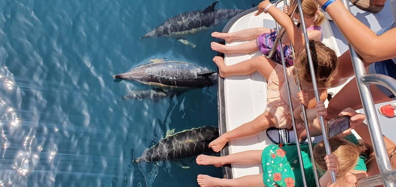 From Lagos: Dolphin Watching Catamaran Cruise - Where To Sit for Dolphins and Photos (Front Platform Tips)