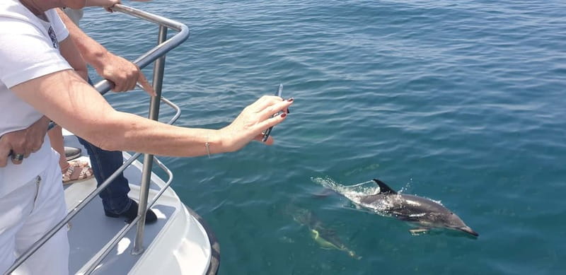 From Lagos: Dolphin Watching Catamaran Cruise - The Dolphin Hunt: Chances, Etiquette, and What the Crew Does