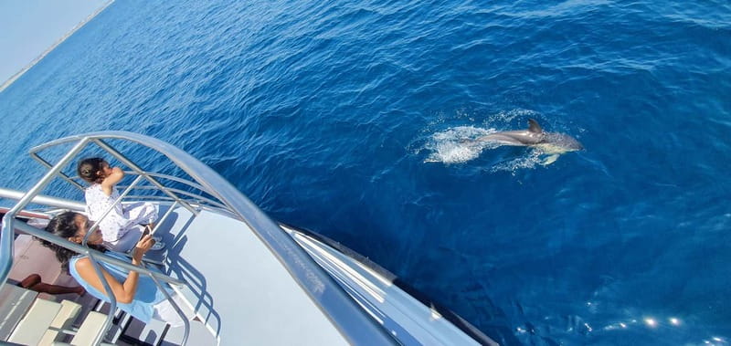 From Lagos: Dolphin Watching Catamaran Cruise - Benagil Sea Cave Views: The Dome and Skylight Angle