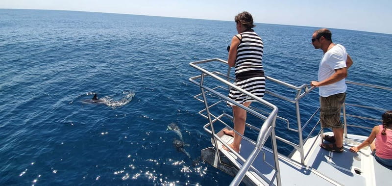 From Lagos: Dolphin Watching Catamaran Cruise - Cost and Value at $47: What You Get, What You Bring