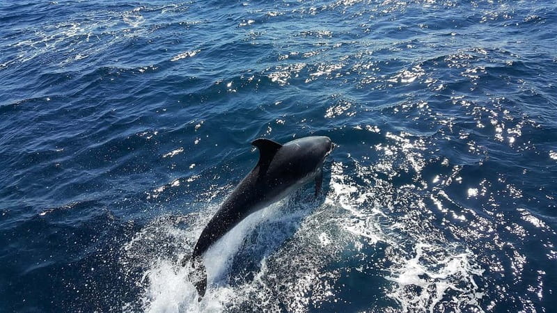 From Lagos: Dolphin Watching Catamaran Cruise - VIP Marina Meeting Point: Shade, Wi-Fi, and Getting Ready