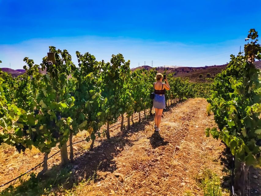 From Lagos: Small-Group 4-Hour Wine Tasting Tour - Price and Value at $76 for a 4-Hour Wine Experience